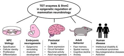 TET Enzymes and 5-Hydroxymethylcytosine in Neural Progenitor Cell Biology and Neurodevelopment